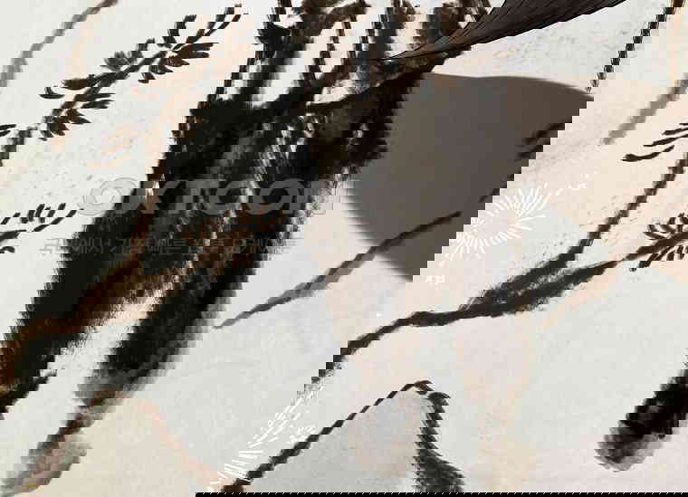17305016644009indp75skfh.jpg